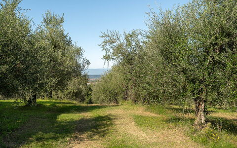 Villa Costa al Bagno: Græs, Træ, Naturligt Miljø, Blad, Afdeling, Vegetationen, Græs-, Plantesamfund, Almindeligt, Land Lot