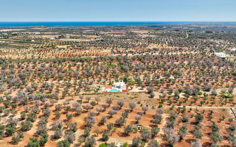 Casa Vita Bella: Træ, Fugleperspektiv, Landskab, Luftfotografering, Almindeligt, Land Lot, Mark, Plantation, Jord