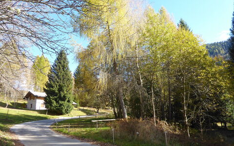 Chalet Genzianella: Træ, Blad, Natur, Afdeling, Landskab, Bagagerum, Lærk, Woodland, Landscaping