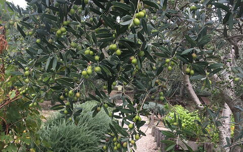 Borgo di San Biagio: Fremstille, Frugt, Ingrediens, Vedplante, Mad, Naturlige Fødevarer, Plantation