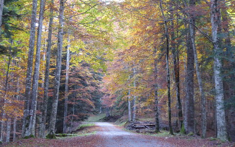 La Casetta dei Palù, Valdobbiadene: Blad, Afdeling, Træ, Natur, Naturligt Miljø, Træ, Vej, Skov, Naturlige Landskab, Vegetationen