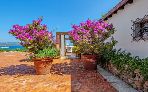 Residenza Rudalza: Blomst, Busk, Lyserød, Blomsterkrukke, Have, Forår, Stueplante, Landscaping