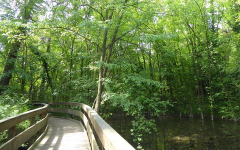 Villa Camerini, Nature, Bikes and Beaches: Bro, Grøn, Naturligt Miljø, Træ, Natur, Blad, Træ, Vegetationen, Skov, Naturlige Landskab