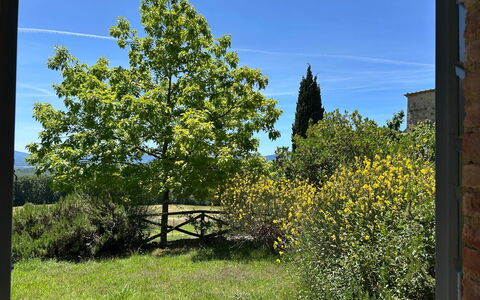 Casa Stella Serena, Casole D'Elsa, Pool: Grøn, Blad, Vegetationen, Busk, Plantesamfund, Vedplante, Have, Skygge, Landscaping, Plantation