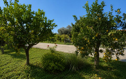 Villa Mameli: Frugt, Have, Vedplante, Plantation, Orange