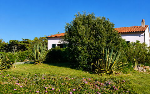 Villa Vignola: Blomst, Vegetationen, Busk, Have, Plantesamfund, Bunddække, Eng, Landscaping, Urteagtig Plante