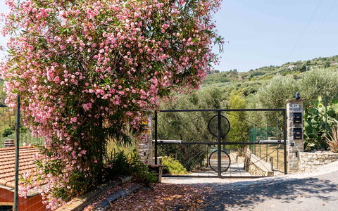 Orto di Silvia: Blomst, Busk, Lyserød, Forår, Have, Hegn, Rose Family, Blossom