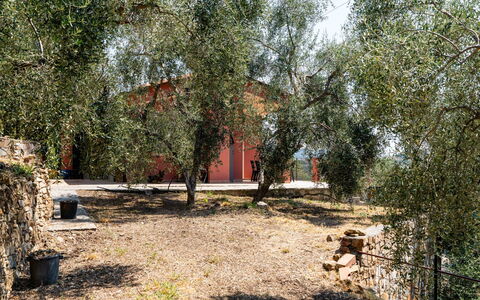 Orto di Silvia: Træ, Blad, Afdeling, Menneskelig Bosættelse, Bagagerum, Vedplante, Kvist, Skygge, Backyard, Gård
