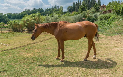 Casa Elia 6: Hest, Græs, Skovsyre, Græs-, Pasture, Landskab, Økoregion
