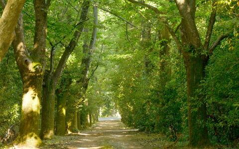 Villa Gioli: Blad, Afdeling, Natur, Grøn, Naturligt Miljø, Træ, Træ, Vegetationen, Naturlige Landskab, Vej