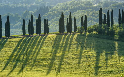 Podere Gragnano 12: Grøn, Landskab, Plantation, Mark, Eng, Landscaping, Evergreen, Pine Family