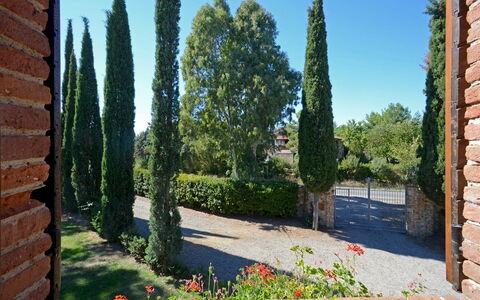 La Magia 8+2: Busk, Vedplante, Have, Landscaping, Evergreen, Hæk, Pine Family