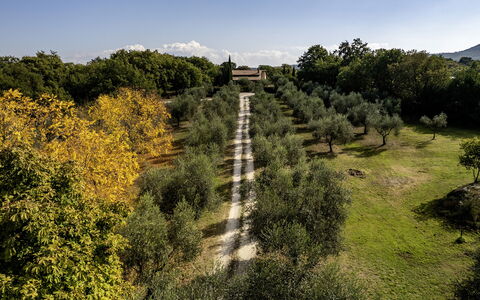 Villa Sparta 8+2: Træ, Blad, Græs, Natur, Vegetationen, Busk, Almindeligt, Land Lot, Landdistrikt, Sollys
