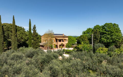 Sangiovese 14: Træ, Blad, Vegetationen, Busk, Landskab, Plantesamfund, Land Lot, Hjem, Landdistrikt