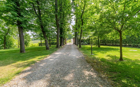Tenuta Schiavon Barrero 12: Blad, Grøn, Træ, Natur, Afdeling, Naturligt Miljø, Vegetationen, Naturlige Landskab, Sti, Bagagerum