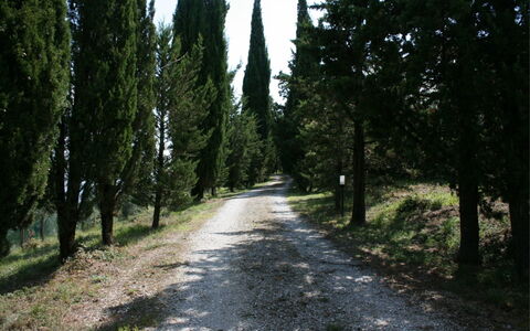 Podere della Crocchia: Plante, Vejbelægning, Naturlige Landskab, Træ, Træ, Bagagerum, Skygge, Asfalt, Evergreen, Færdselsåre