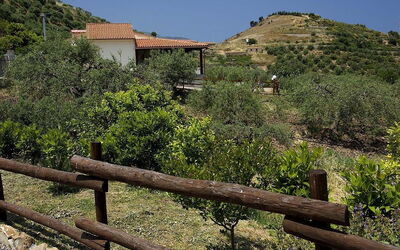 La Collina Degli Ulivi