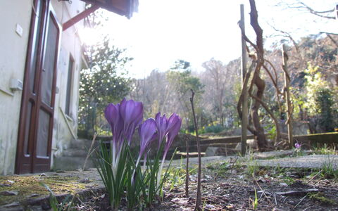 Villa Agrifogli: Blomst, Plante, Purple, Forår, Blomstrende Plante, Botanik, Græsfamilien, Have, Gård, Græs